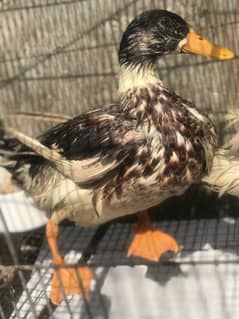 Peakin white duck female & brown duck male