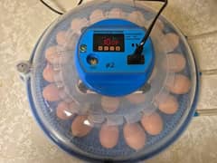 eggs incubater