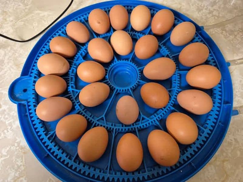 eggs incubater 1