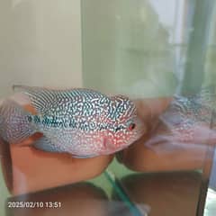 American Cichlids for Sale(Flowerhorn, Midas, Red Devil, Jack Dempsey)