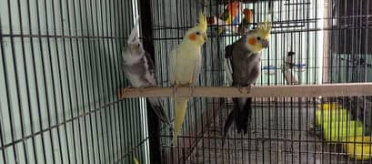 Cockatiel breeder pair