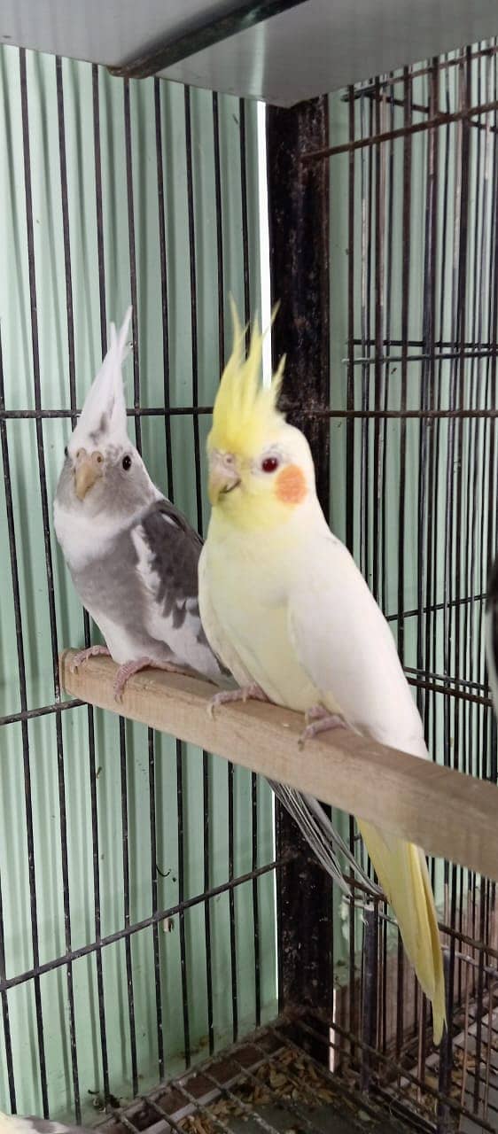 Cocktail breeder pair 2