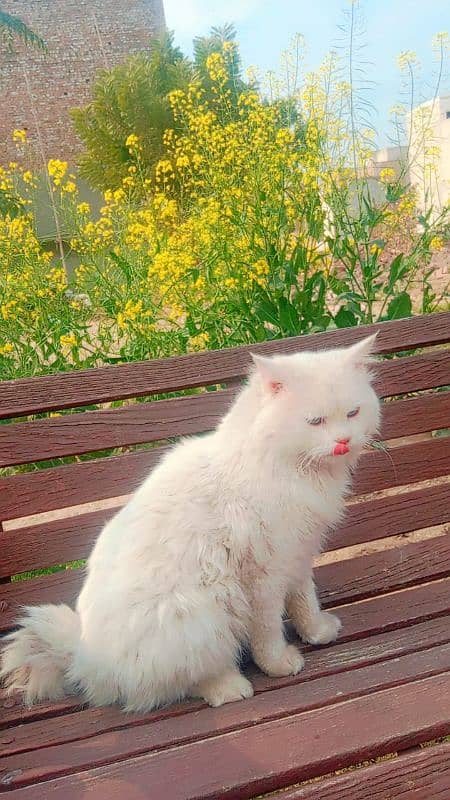 white colour cat with blue eyes 0