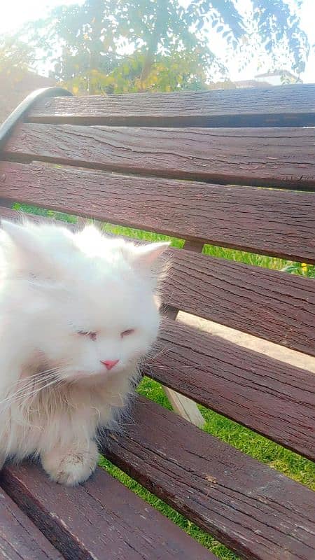 white colour cat with blue eyes 1