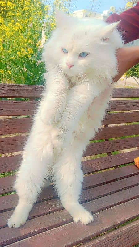 white colour cat with blue eyes 2