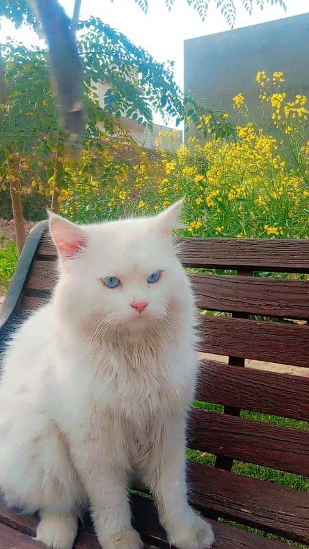 white colour cat with blue eyes 3