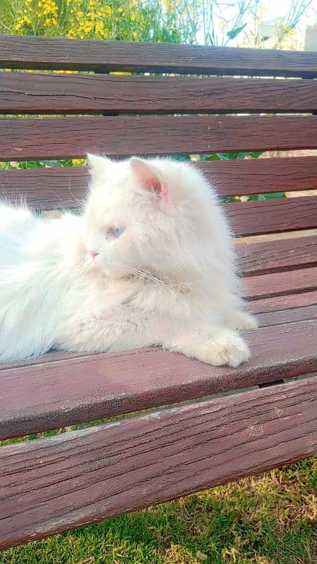 white colour cat with blue eyes 4