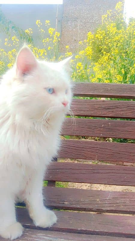 white colour cat with blue eyes 5