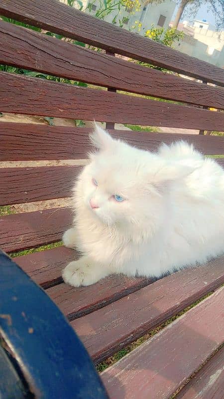 white colour cat with blue eyes 6