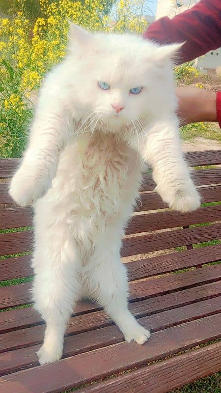 white colour cat with blue eyes 7