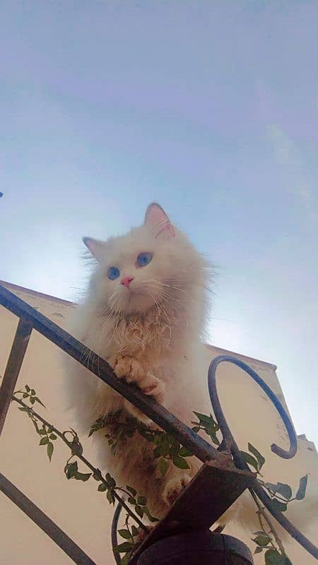 white colour cat with blue eyes 8