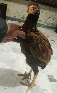 quality aseel parrot beak male