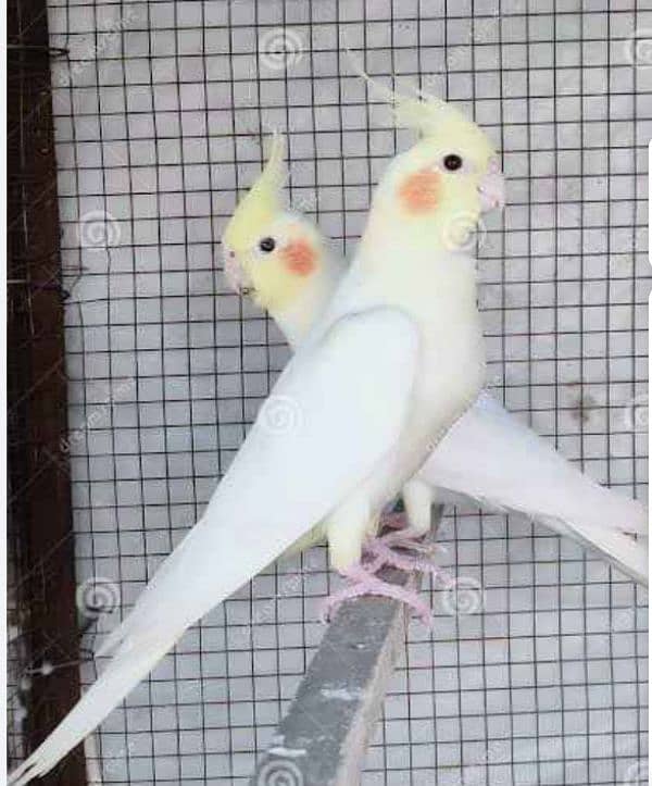 cocktail pair for sale 0