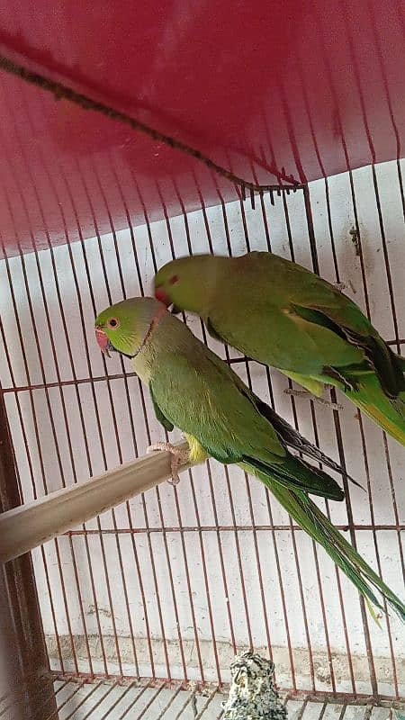 Breeder  ringneck, cocktail pair with chicks pair+ heavy & strong cage 1