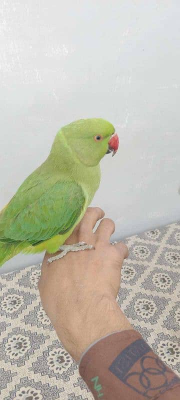 Breeder  ringneck, cocktail pair with chicks pair+ heavy & strong cage 5