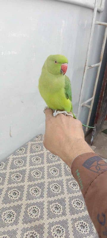 Breeder  ringneck, cocktail pair with chicks pair+ heavy & strong cage 6