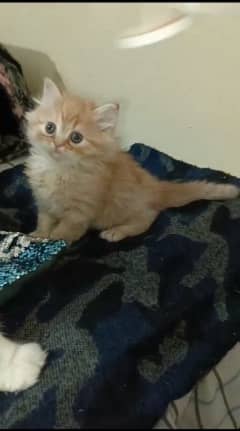 pairsian punch face healthy and beautiful kitten for sale