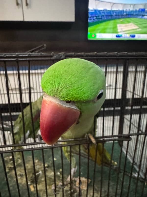 Raw parrot pair for sale with cage 3