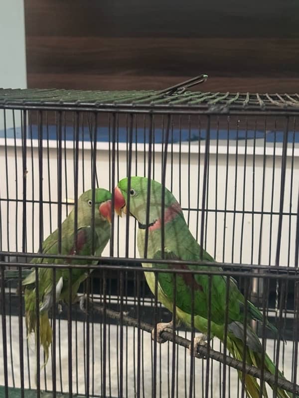 Raw parrot pair for sale with cage 4