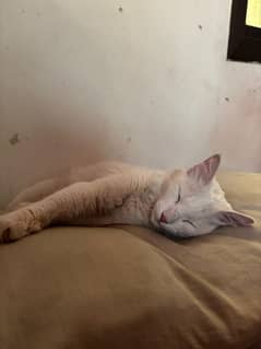 TURKISH ANGORA 2 EYES COLOUR