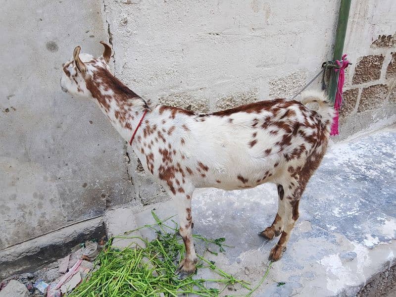 Tapra bakr or guban bakri or tedi bakri 2