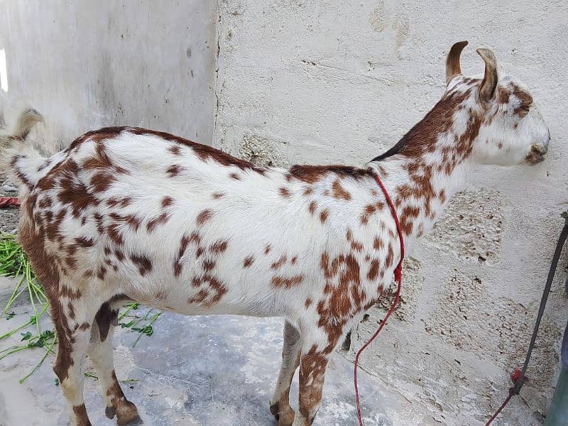 Tapra bakr or guban bakri or tedi bakri 3