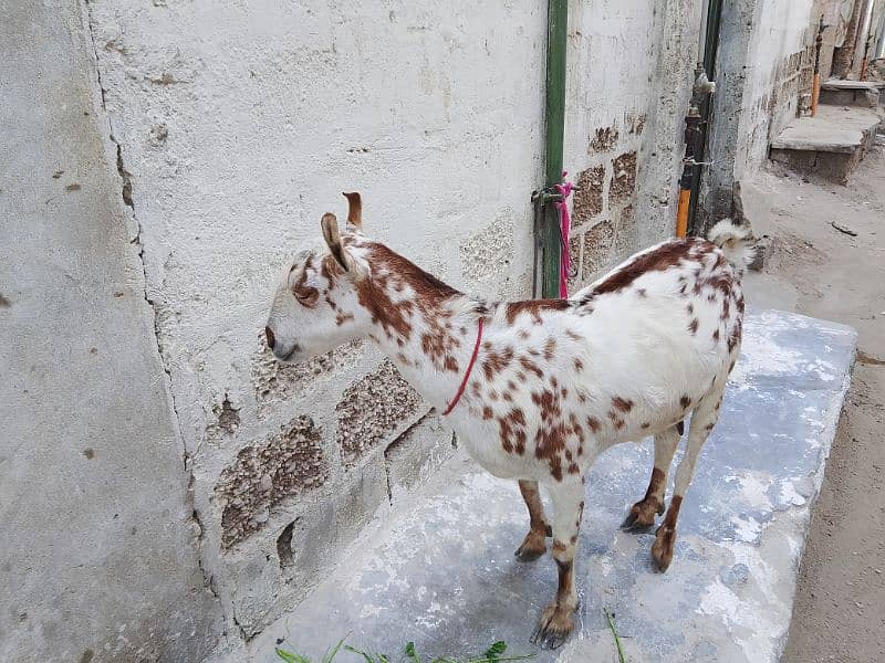 Tapra bakr or guban bakri or tedi bakri 4