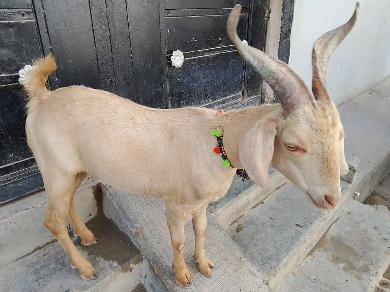 Tapra bakr or guban bakri or tedi bakri 8