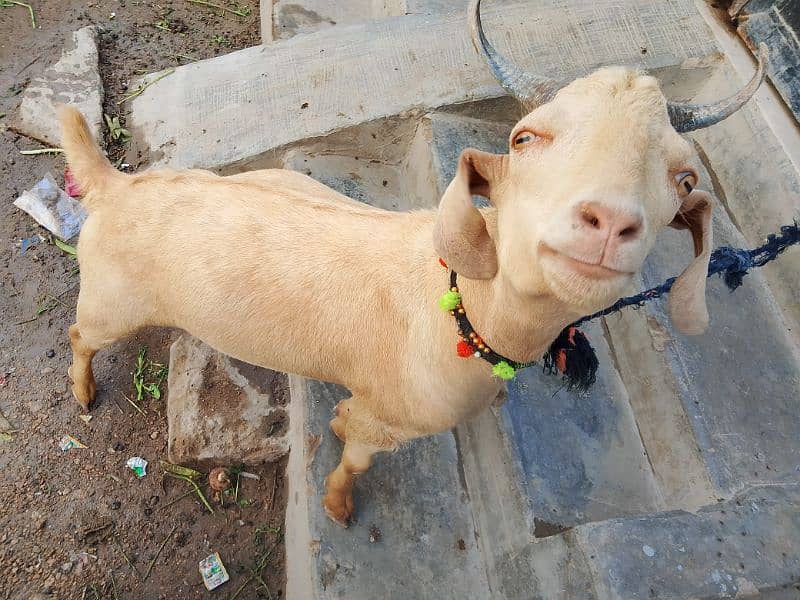 Tapra bakr or guban bakri or tedi bakri 10