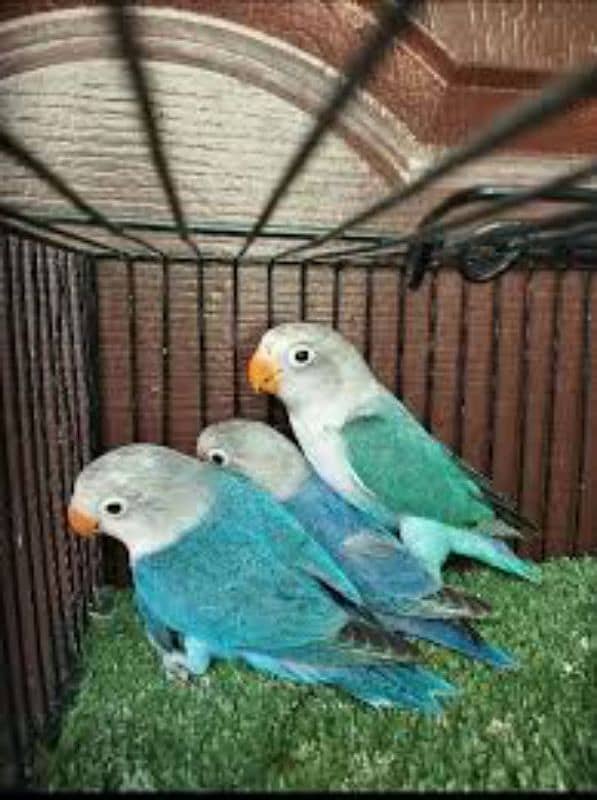 breeder pair avl with egg n chicks 0