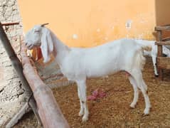 Rajanpuri Gullabi bakrii for sale Goat