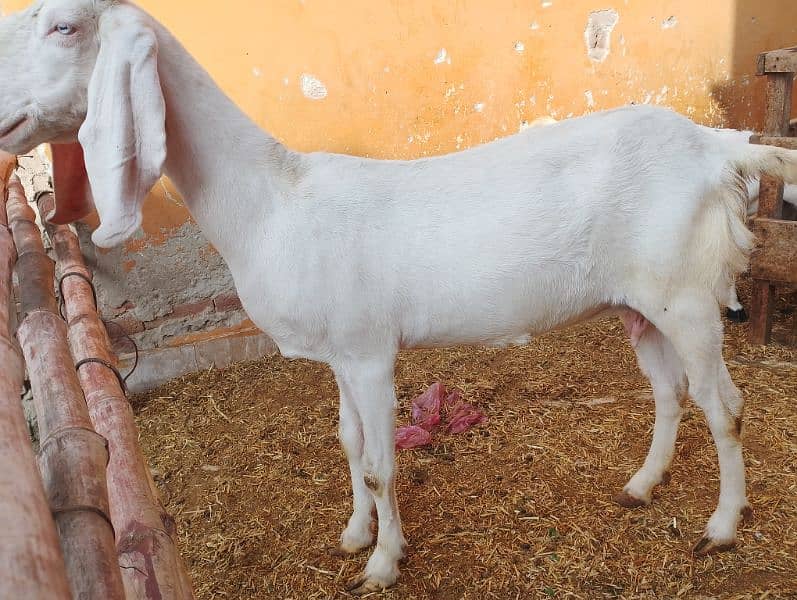 Rajanpuri Gullabi bakrii for sale Goat 1