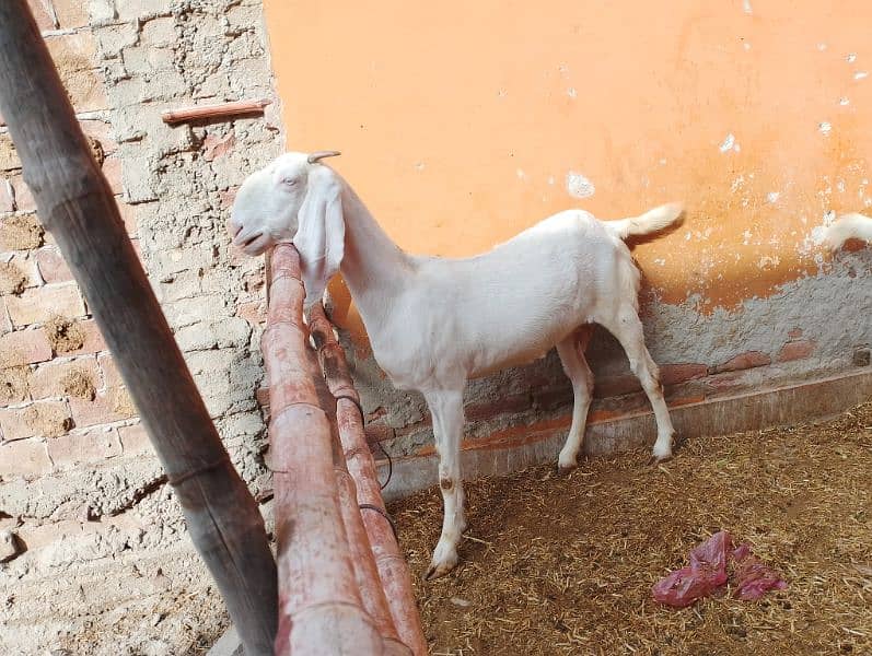 Rajanpuri Gullabi bakrii for sale Goat 2