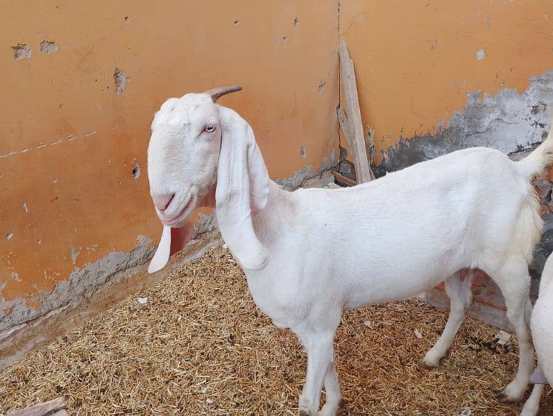 Rajanpuri Gullabi bakrii for sale Goat 3