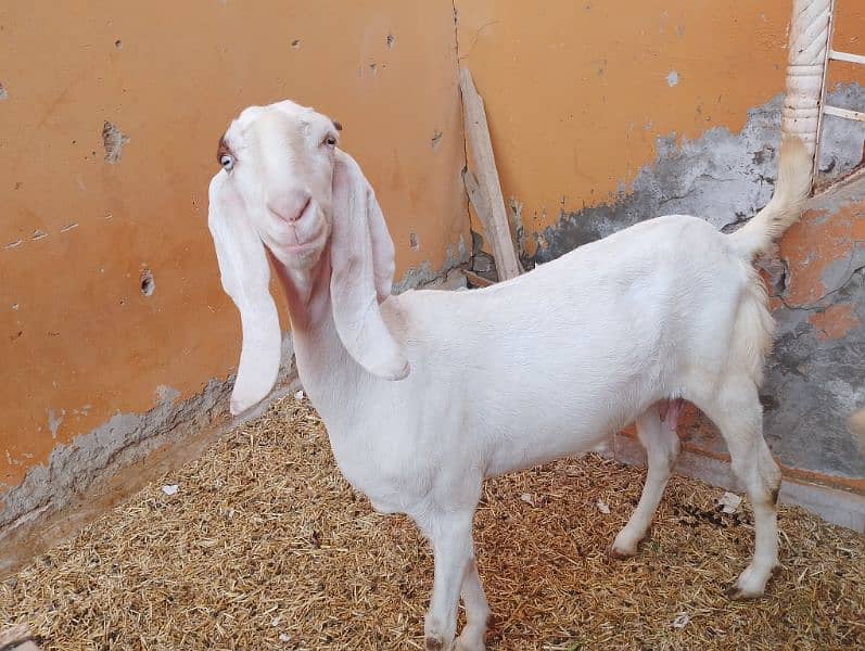 Rajanpuri Gullabi bakrii for sale Goat 4