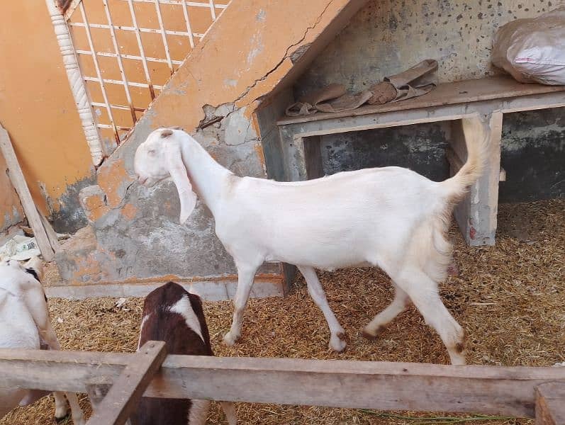 Rajanpuri Gullabi bakrii for sale Goat 5