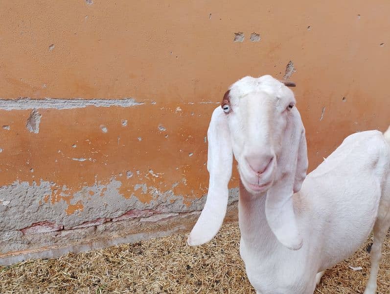 Rajanpuri Gullabi bakrii for sale Goat 6