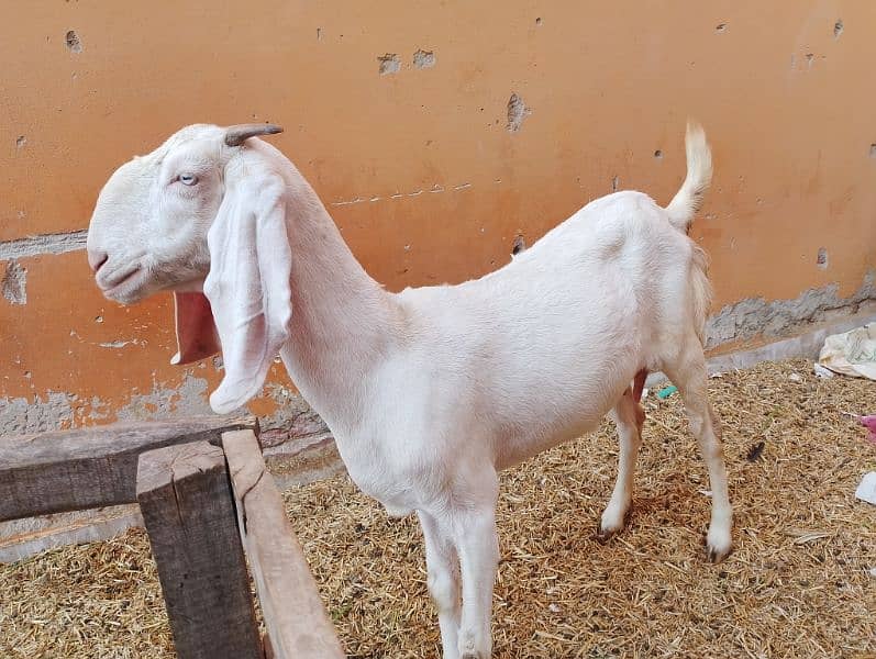 Rajanpuri Gullabi bakrii for sale Goat 7