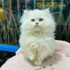 Persian kittens little trainned triple code My WhatsApp 03015880301