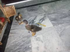 For sale Cute ducks