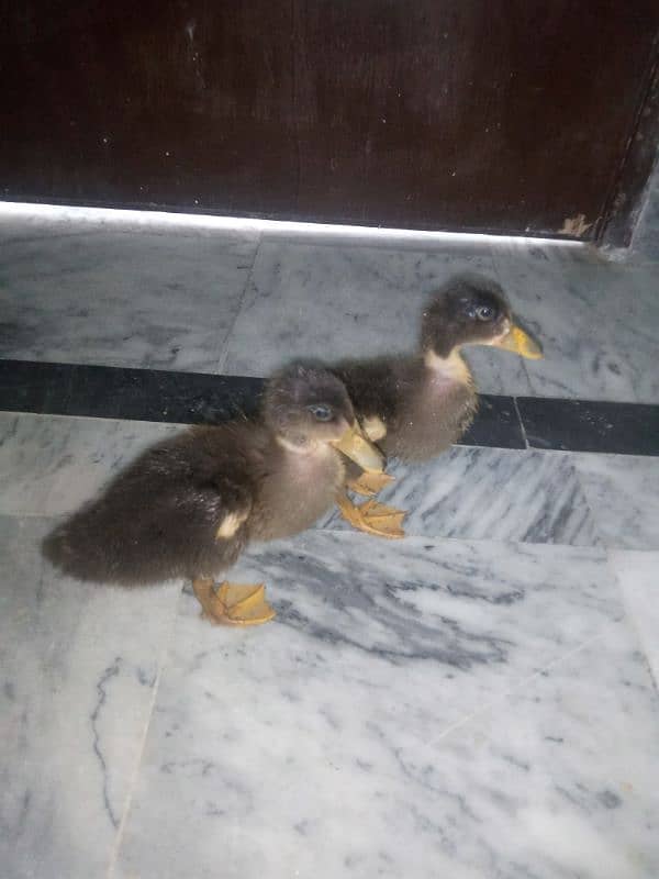 For sale Cute ducks 1