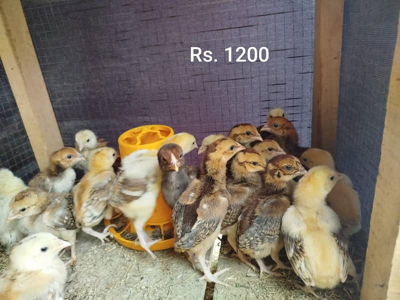 Aseel Mianwali | Silkie | Aseel Mianwali  Chicks | Aseel madi | Egg 0