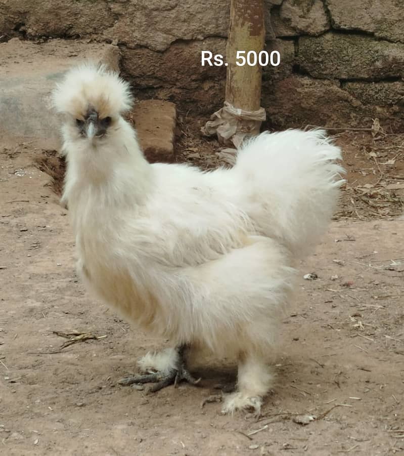 Aseel Mianwali | Silkie | Aseel Mianwali  Chicks | Aseel madi | Egg 2