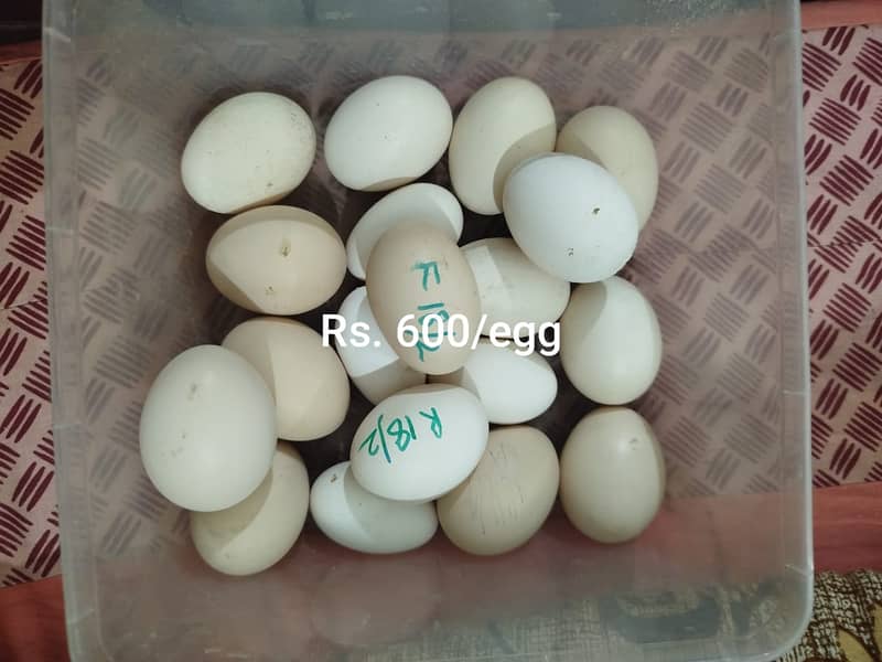 Aseel Mianwali | Silkie | Aseel Mianwali  Chicks | Aseel madi | Egg 5