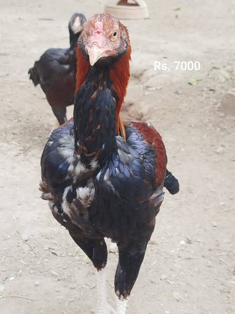 Aseel Mianwali | Silkie | Aseel Mianwali  Chicks | Aseel madi | Egg 6