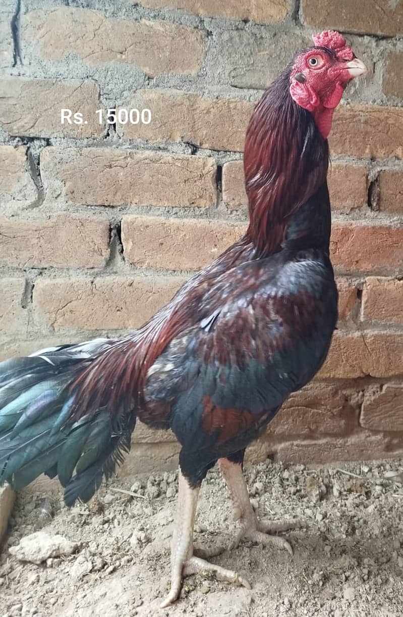 Aseel Mianwali | Silkie | Aseel Mianwali  Chicks | Aseel madi | Egg 7