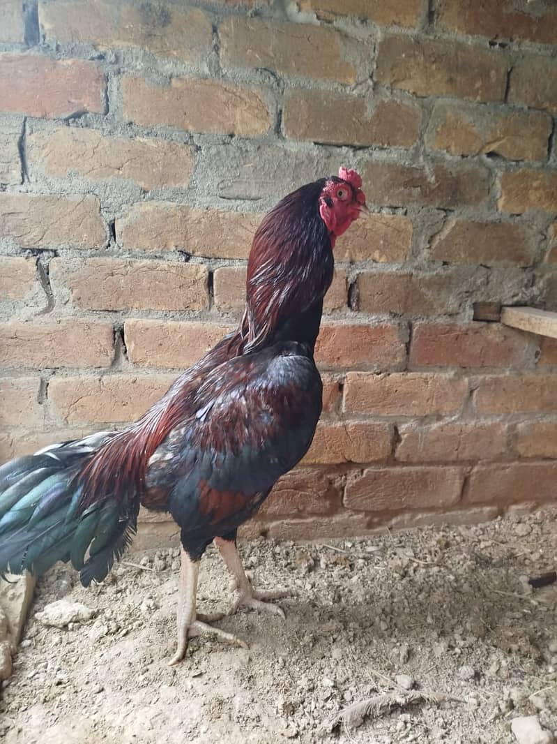 Aseel Mianwali | Silkie | Aseel Mianwali  Chicks | Aseel madi | Egg 9