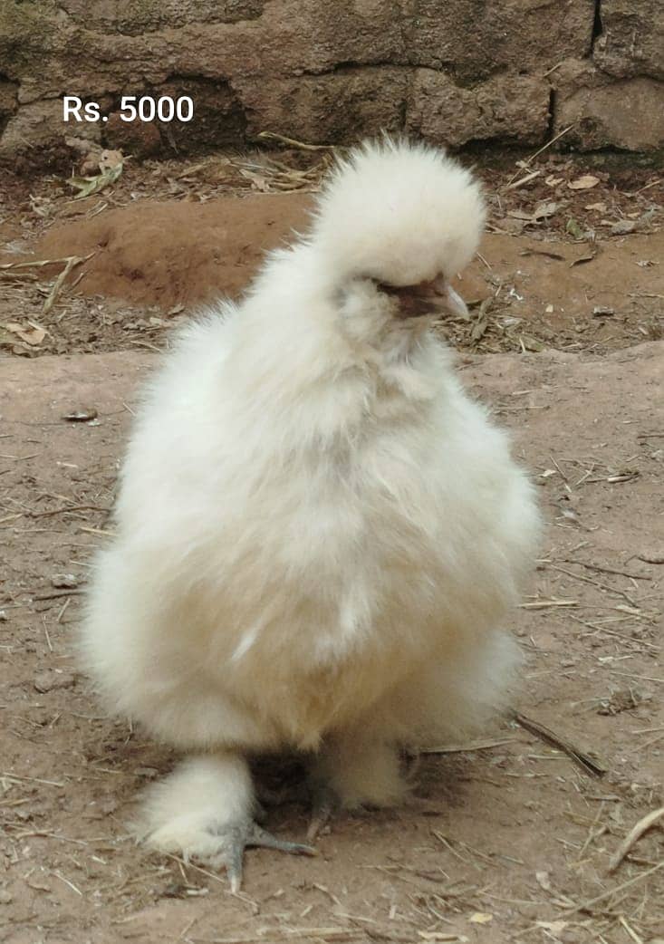 Aseel Mianwali | Silkie | Aseel Mianwali  Chicks | Aseel madi | Egg 10