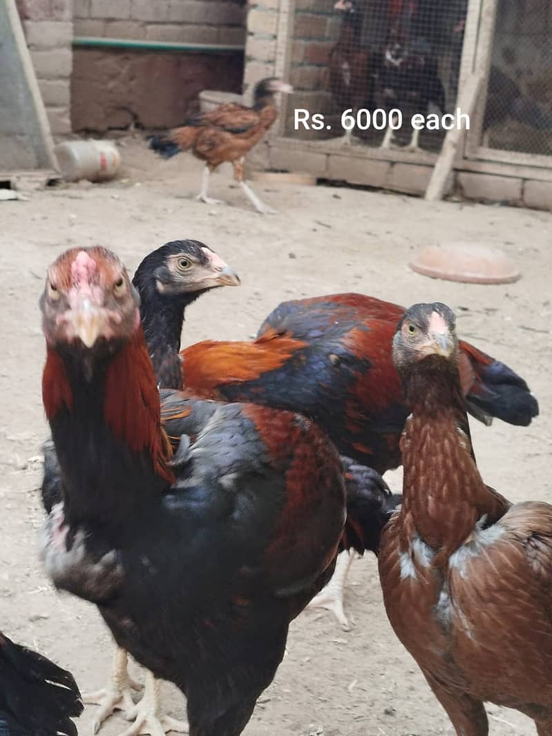 Aseel Mianwali | Silkie | Aseel Mianwali  Chicks | Aseel madi | Egg 11