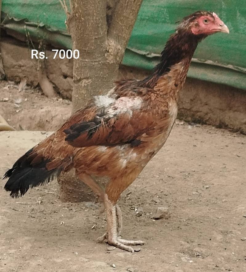 Aseel Mianwali | Silkie | Aseel Mianwali  Chicks | Aseel madi | Egg 12